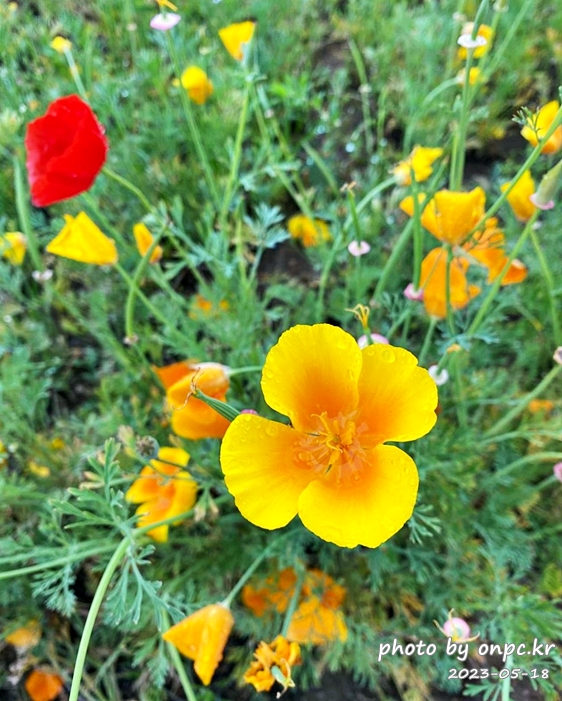 태화강국가정원 봄꽃축제 금영화 캘리포이아양귀비