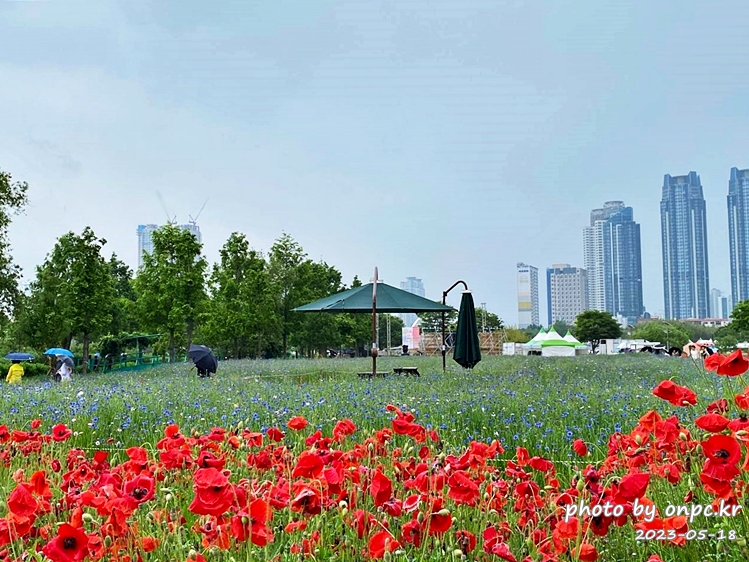 태화강국가정원 봄꽃축제 양귀비꽃 수레국화