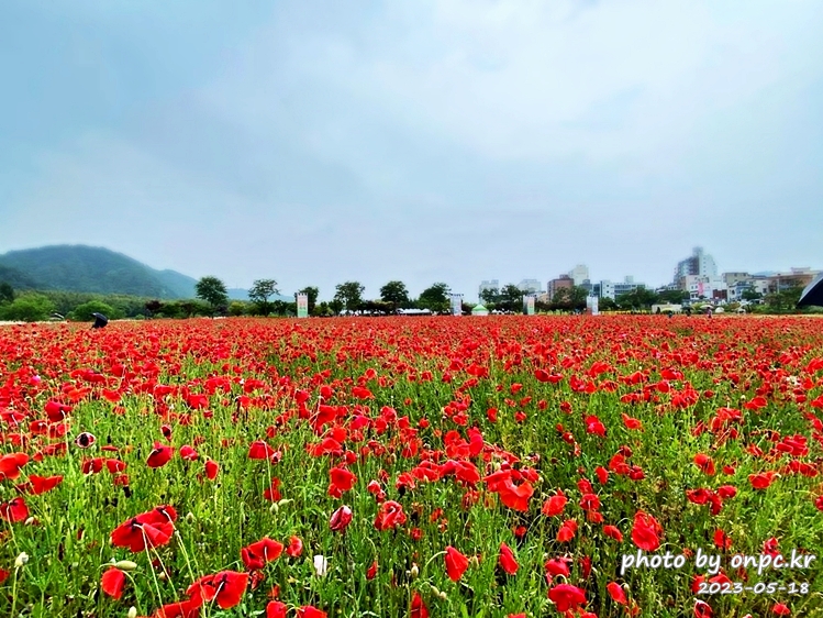 태화강국가정원 봄꽃축제 양귀비꽃