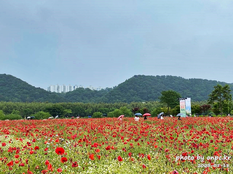 태화강국가정원 봄꽃축제