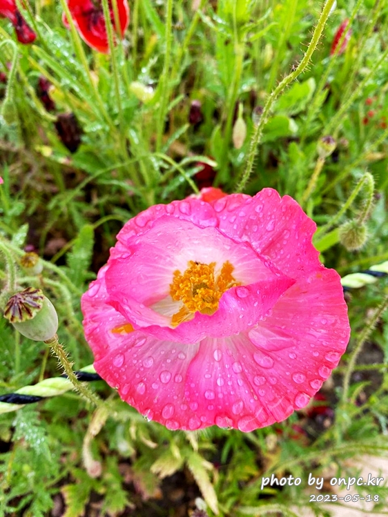 태화강국가정원 봄꽃축제 비오는날꽃구경