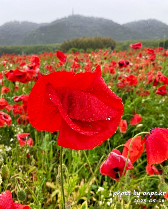 태화강국가정원 봄꽃축제 비오는날 양귀비꽃