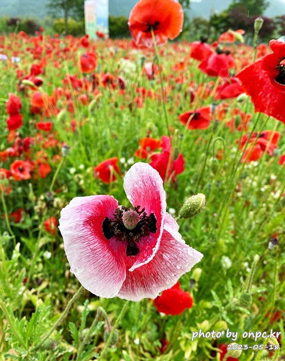 태화강국가정원 봄꽃축제 비오는날 양귀비꽃