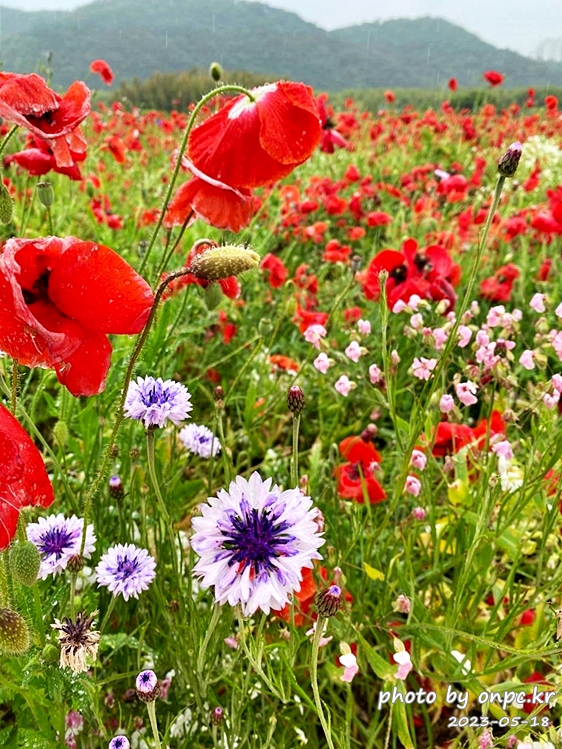 태화강국가정원 봄꽃축제 비오는날 꽃구경
