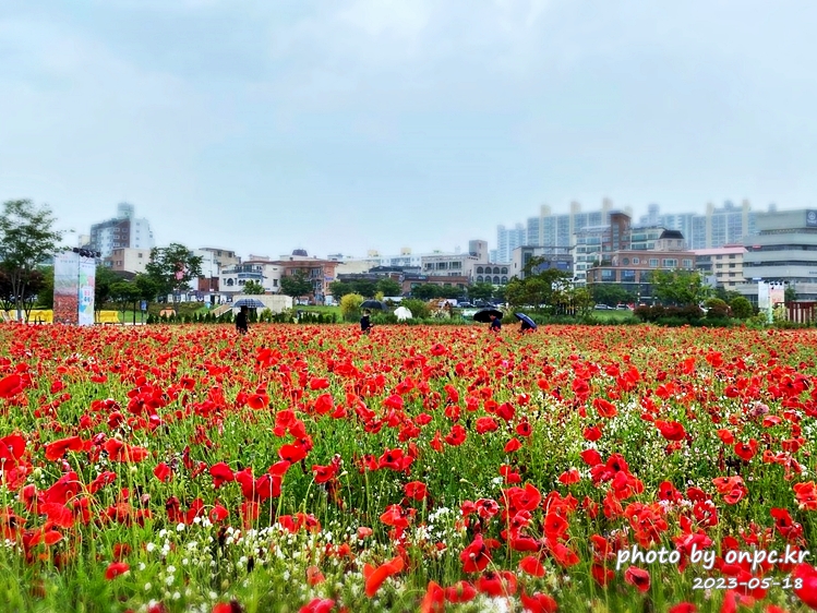 태화강국가정원 봄꽃축제