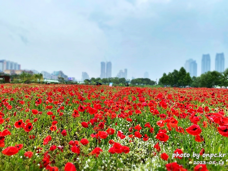 태화강국가정원 봄꽃축제