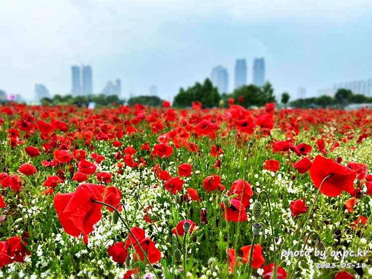 태화강국가정원 봄꽃축제