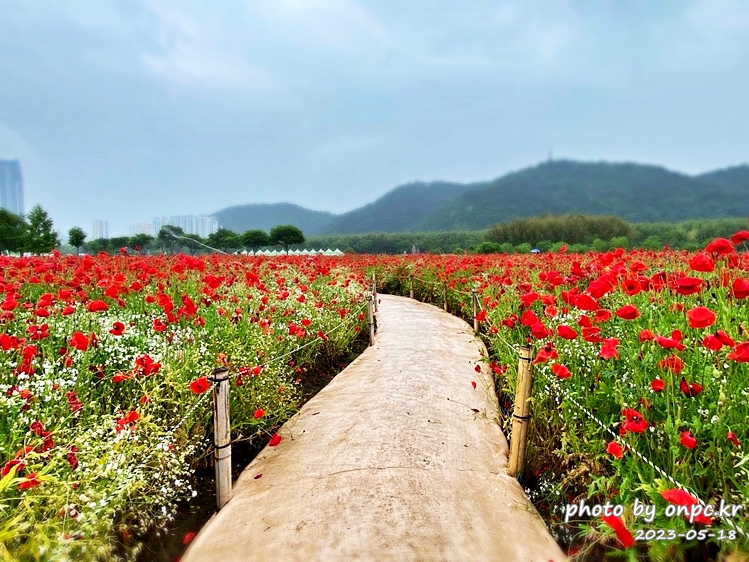 태화강국가정원 봄꽃축제