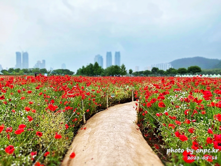 태화강국가정원 봄꽃축제