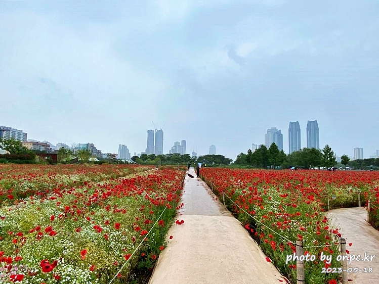 태화강국가정원 봄꽃축제