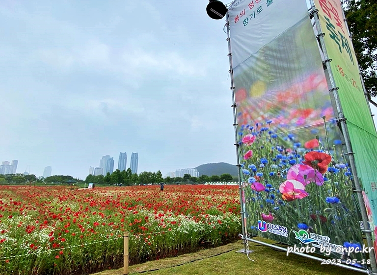 태화강국가정원 봄꽃축제