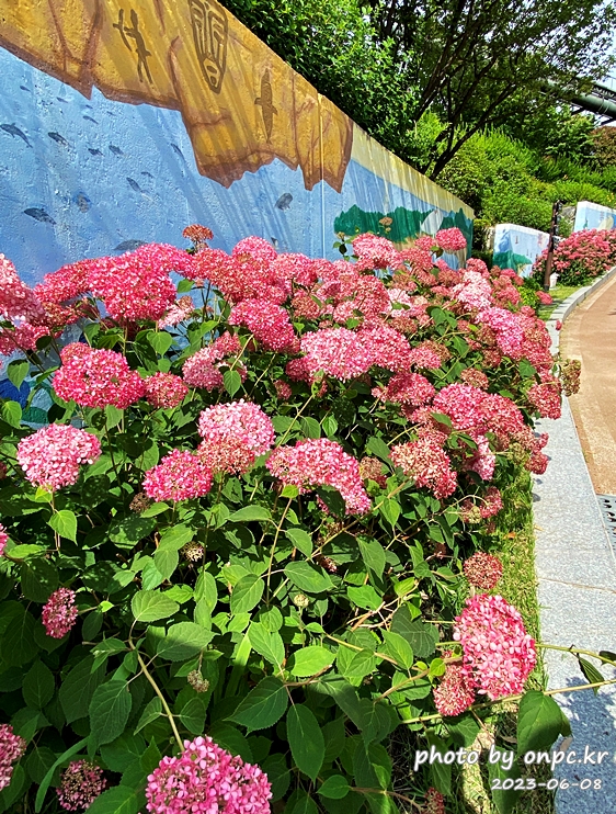 장생포고래문화마을 수국페스티벌 아나벨(목수국)