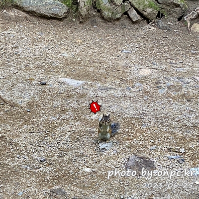 주왕산국립공원 다람쥐