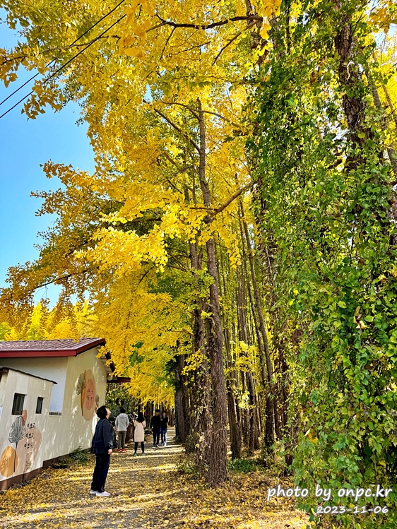 경주 도리마을 은행나무숲