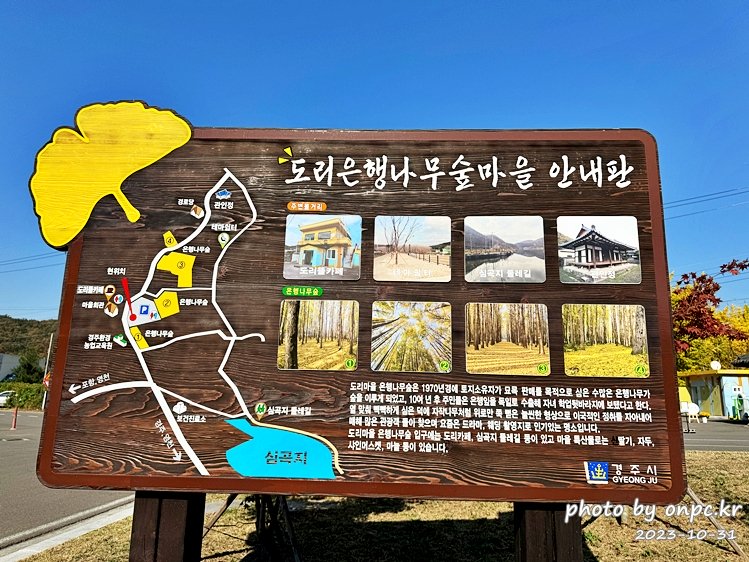 경주 도리마을 은행나무숲