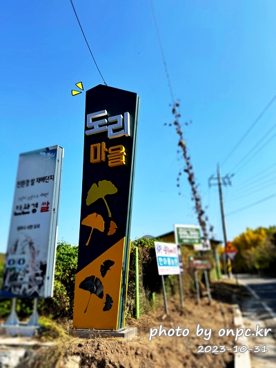 경주 도리마을 은행나무숲