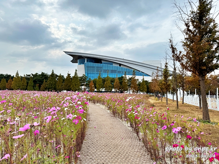 경주 황성공원 가을코스모스