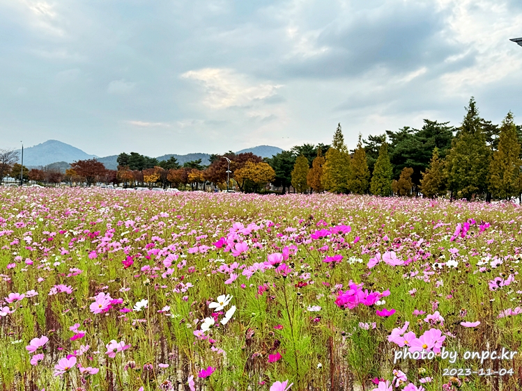 경주 황성공원 가을코스모스