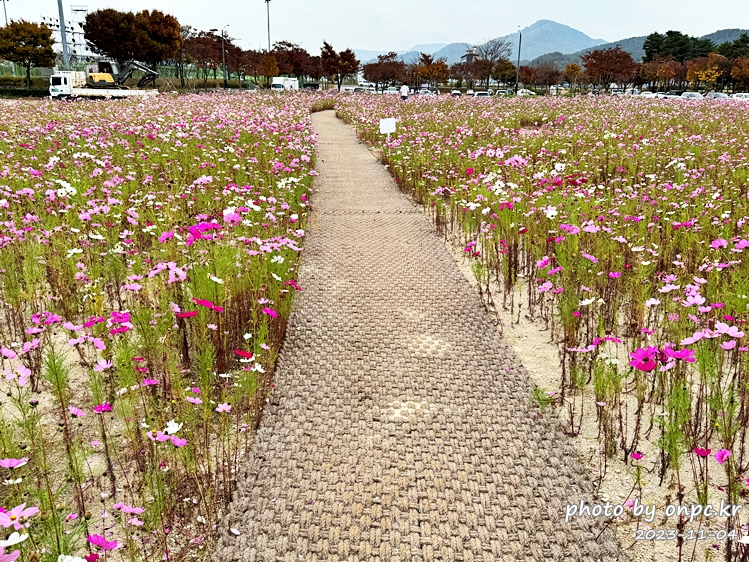 경주 황성공원 가을코스모스