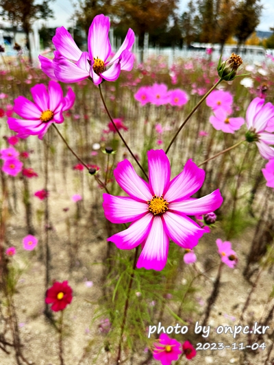 경주 황성공원 가을코스모스