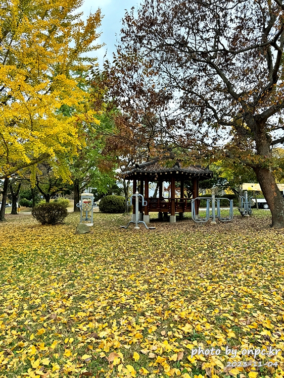 경주 통일전 서출지앞공원 은행나무잎