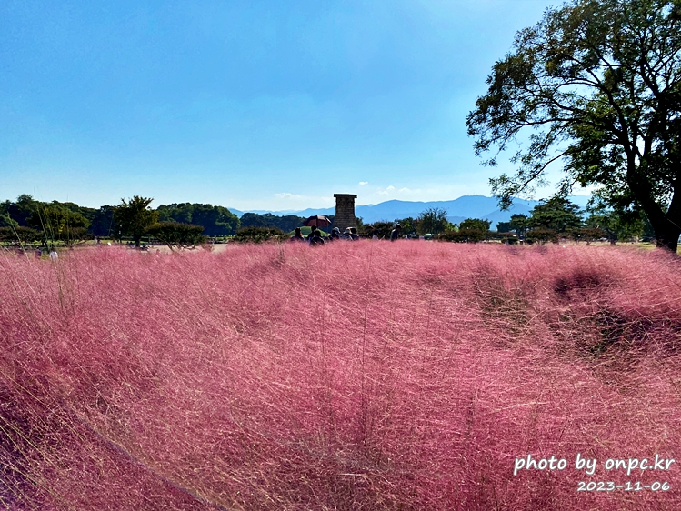 경주 첨성대 핑크뮬리</p>
<p><s
