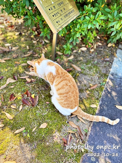 경주 통일전 고양이