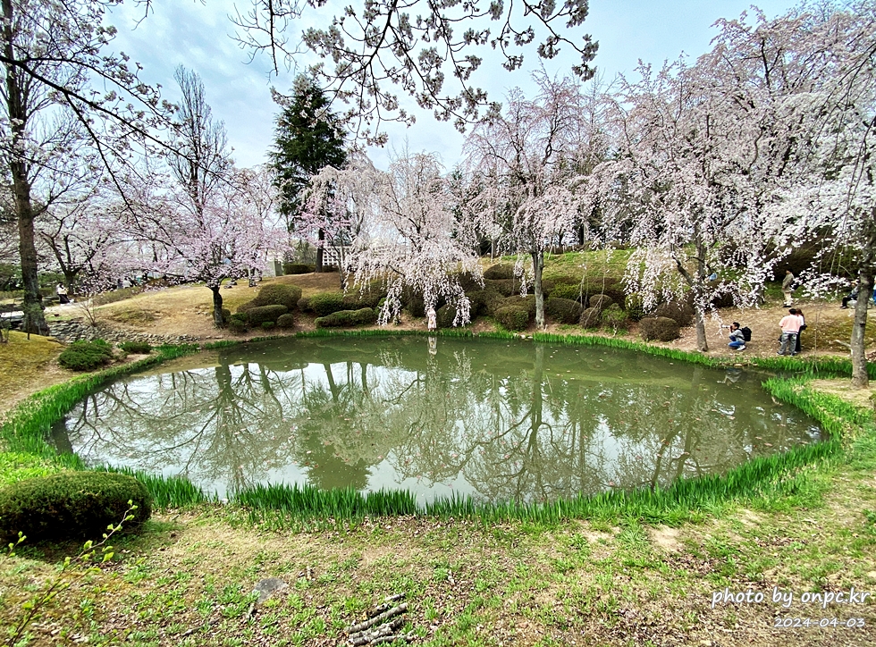 경주 벚꽃 명소 보문정 수양 벚꽃