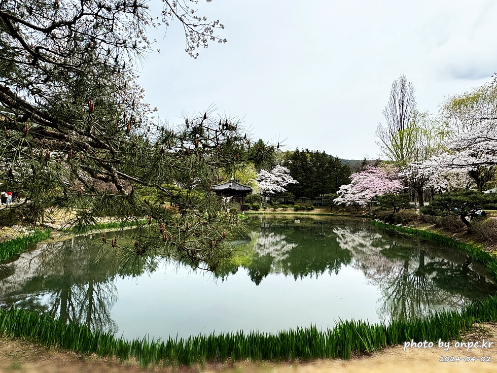 경주 보문정 팔각 정자 연못과 벚꽃