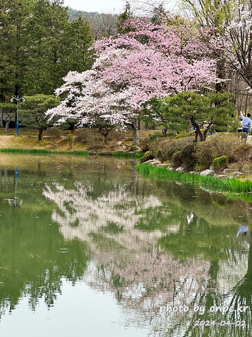 경주 보문정 연못과 벚꽃
