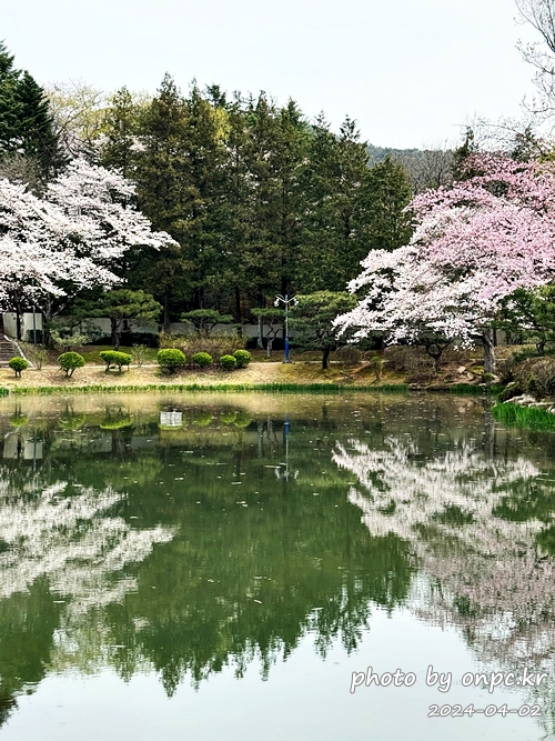 경주 보문정 연못과 벚꽃