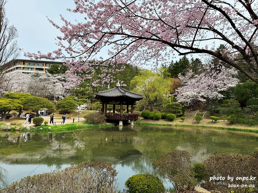 경주 보문정 팔각정자 연못과 벚꽃
