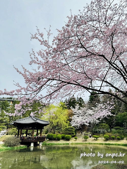 경주 보문정 팔각정자 연못과 만개한 벚꽃