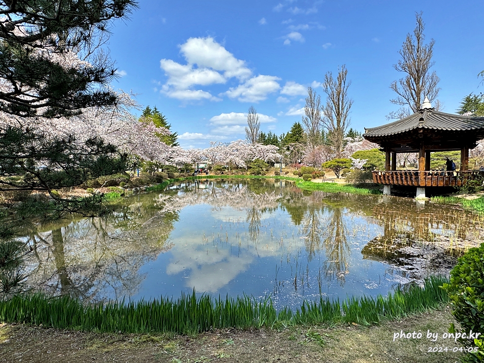 경주 보문정 팔각 정자 연못과 벚꽃