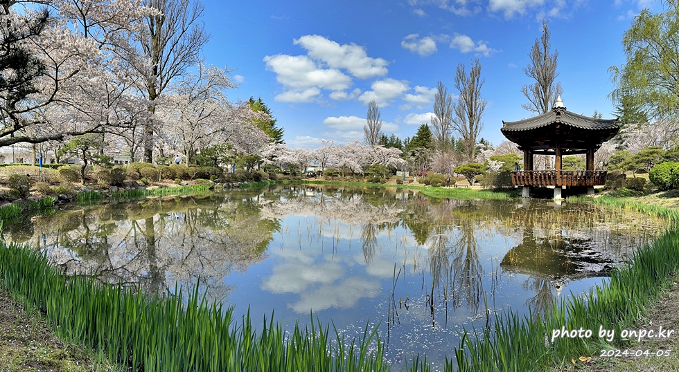 경주 보문정 팔각정자 연못과 만개한 벚꽃