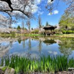 경주 보문정 연못과 팔각 정자 만개한 벚꽃