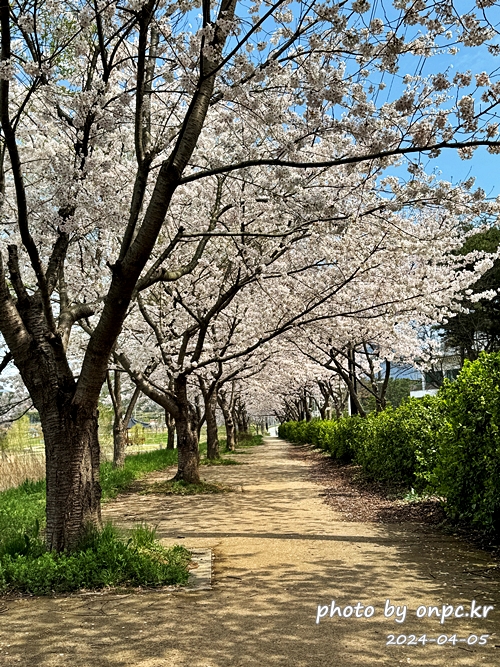 경주 벚꽃 명소 영지설화공원