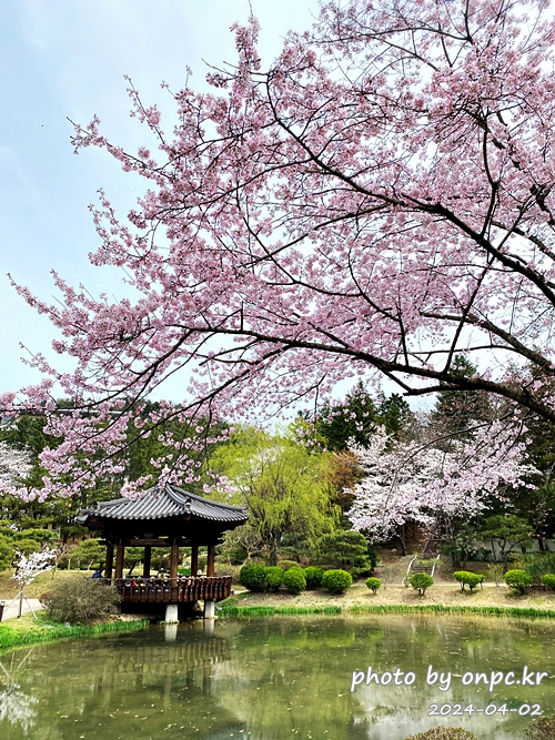 경주 벚꽃 명소 보문정 수양 벚꽃