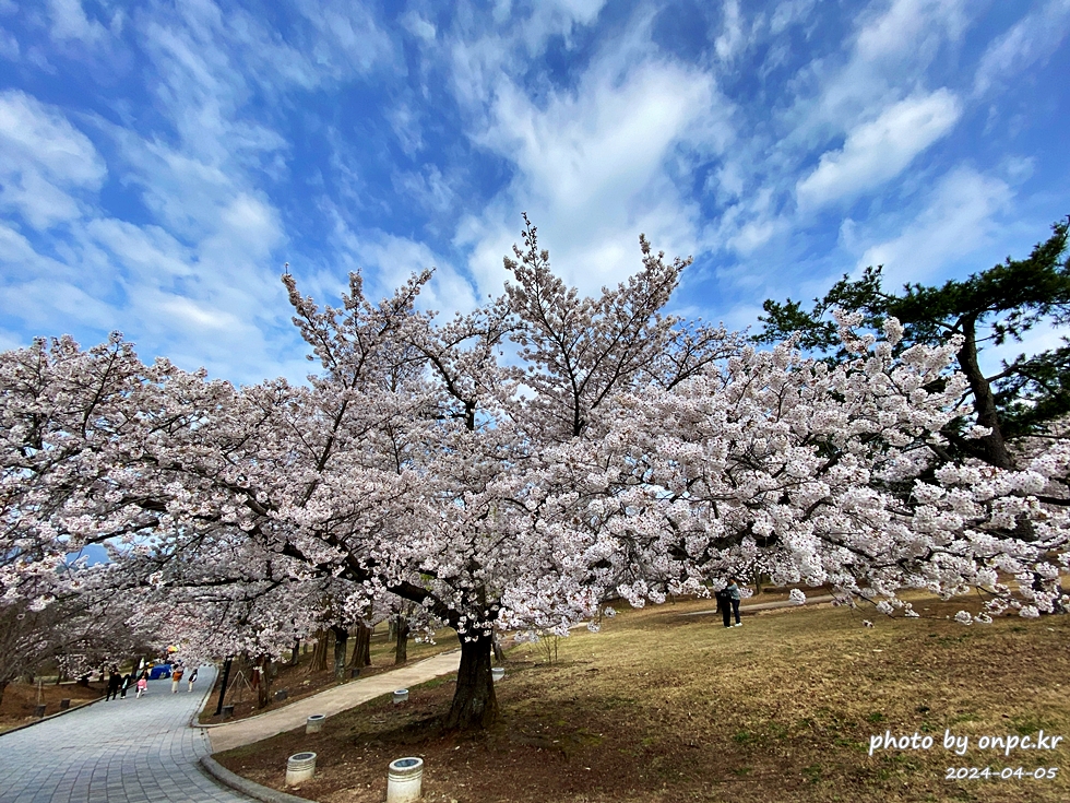 경주 벚꽃 명소 불국사