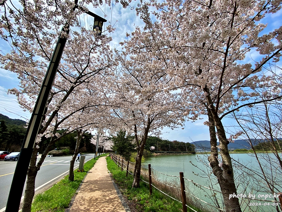 경주 벚꽃 명소 영지설화공원