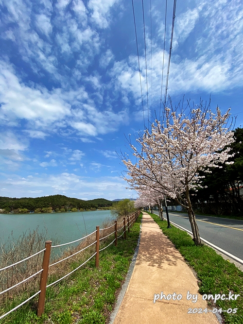 경주 벚꽃 명소 영지설화공원