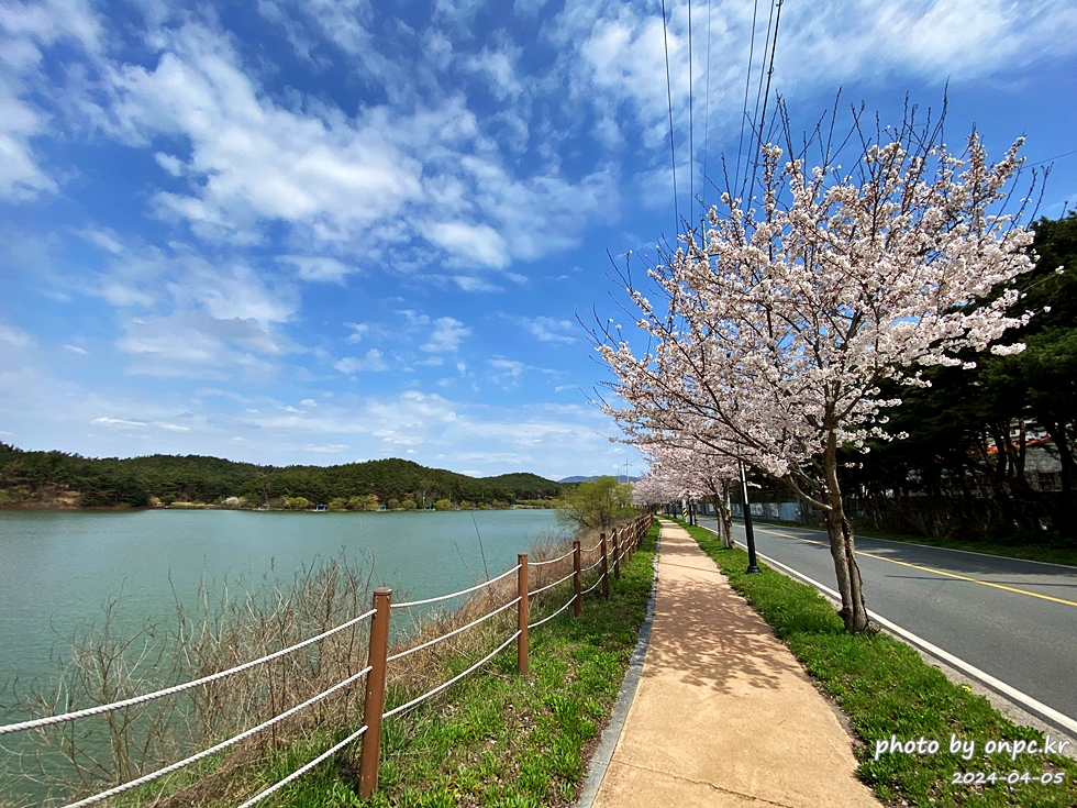 경주 벚꽃 명소 영지설화공원