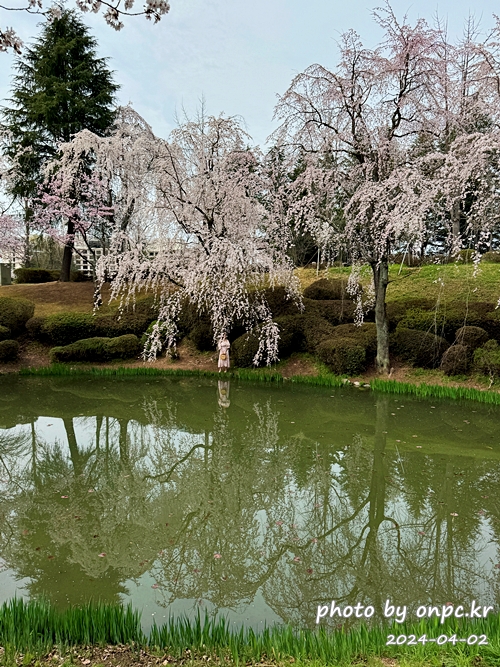 경주 보문정 수양벚꽃
