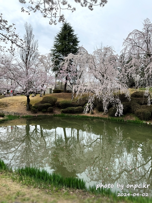 경주 보문정 수양벚꽃