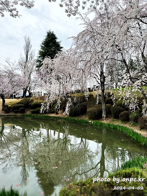 경주 보문정 수양벚꽃