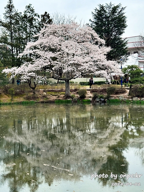 경주 보문정 연못과 벚꽃
