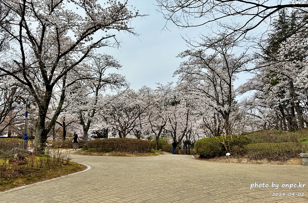 경주 보문정 벚꽃