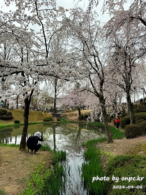 경주 보문정 수양벚꽃