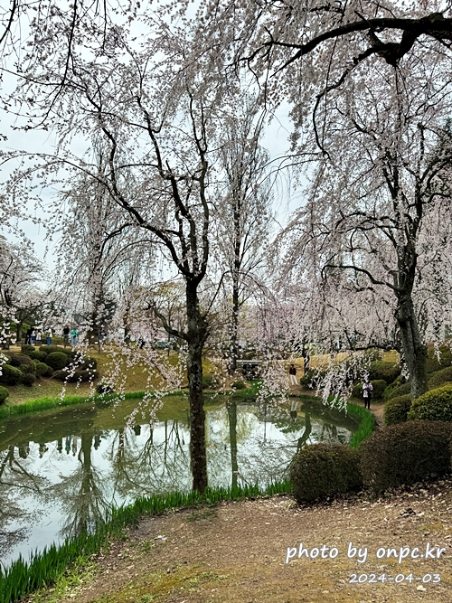 경주 보문정 수양벚꽃