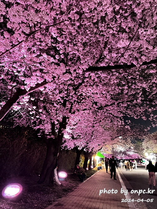 경주 벚꽃 명소 보문호반길 야간 벚꽃